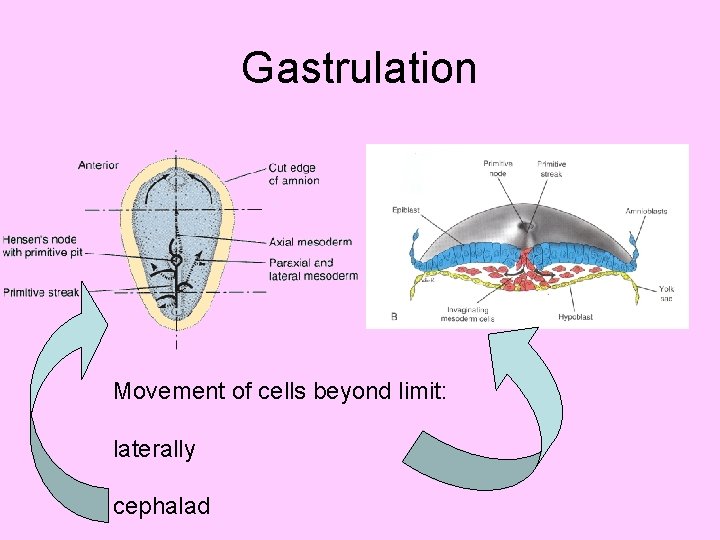 Gastrulation Movement of cells beyond limit: laterally cephalad 