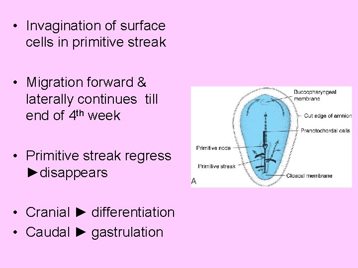  • Invagination of surface cells in primitive streak • Migration forward & laterally