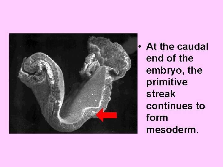  • At the caudal end of the embryo, the primitive streak continues to