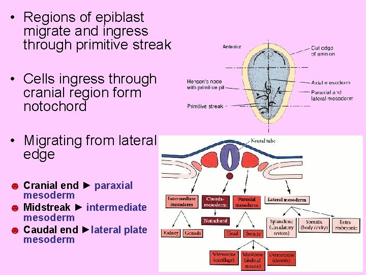  • Regions of epiblast migrate and ingress through primitive streak • Cells ingress