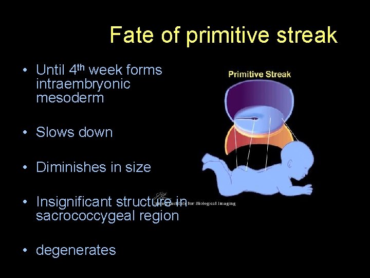 Fate of primitive streak • Until 4 th week forms intraembryonic mesoderm • Slows