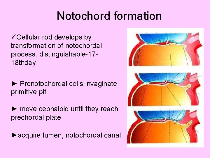 Notochord formation üCellular rod develops by transformation of notochordal process: distinguishable-1718 thday ► Prenotochordal