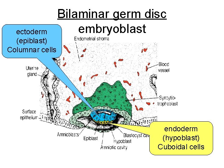 ectoderm (epiblast) Columnar cells Bilaminar germ disc embryoblast endoderm (hypoblast) Cuboidal cells 