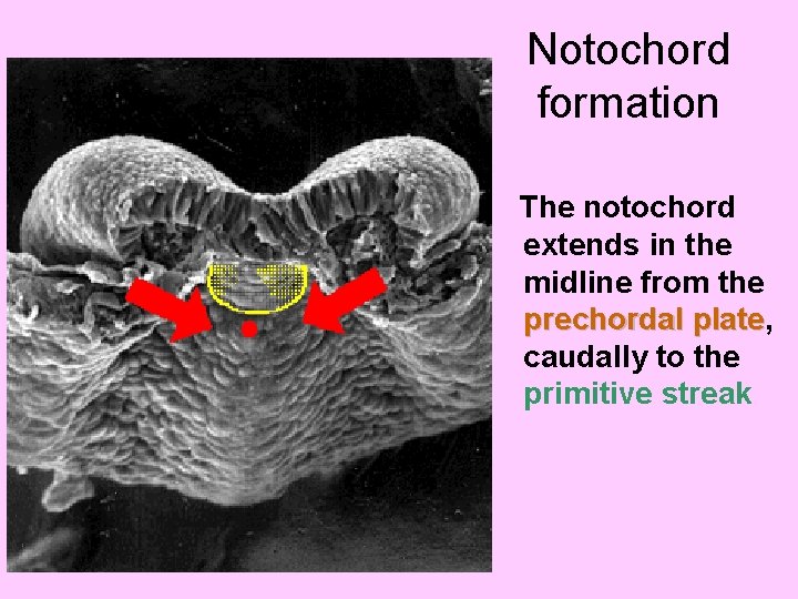 Notochord formation The notochord extends in the midline from the prechordal plate, plate caudally