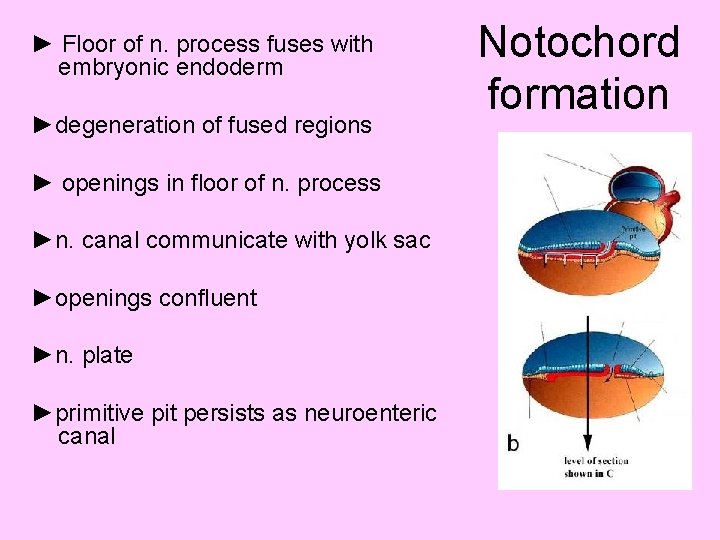 ► Floor of n. process fuses with embryonic endoderm ►degeneration of fused regions ►