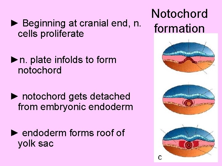 ► Beginning at cranial end, n. cells proliferate ►n. plate infolds to form notochord