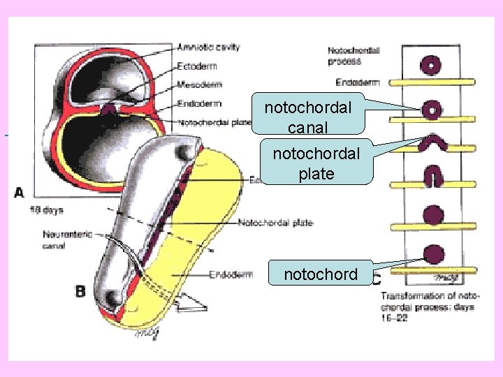  notochordal canal notochordal plate notochord 