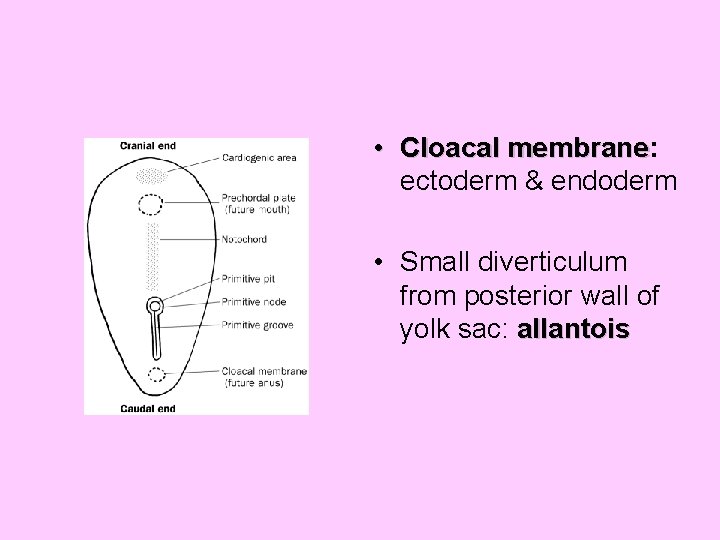  • Cloacal membrane: membrane ectoderm & endoderm • Small diverticulum from posterior wall