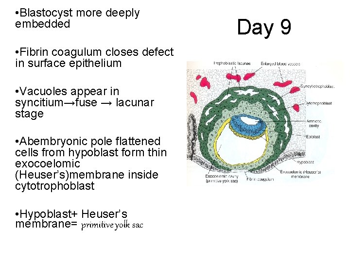  • Blastocyst more deeply embedded • Fibrin coagulum closes defect in surface epithelium