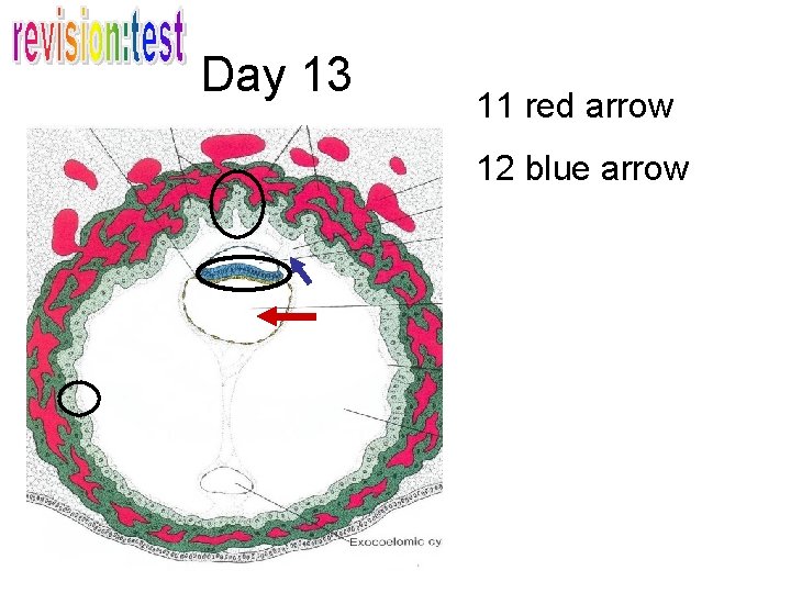 Day 13 11 red arrow 12 blue arrow 