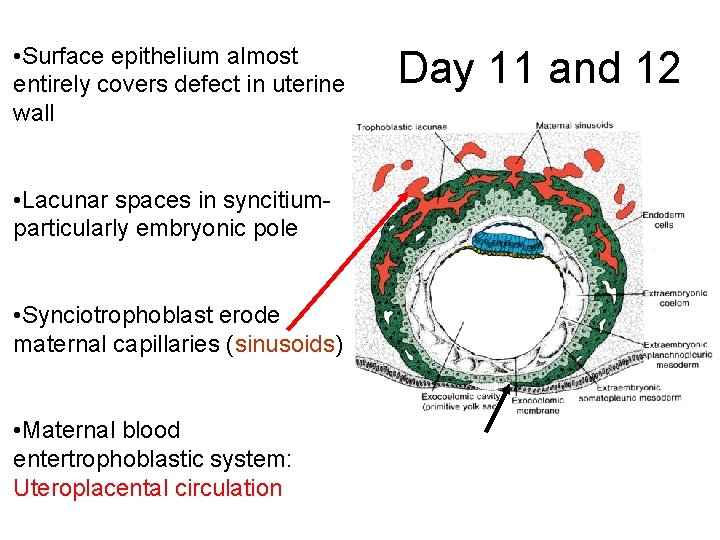  • Surface epithelium almost entirely covers defect in uterine wall • Lacunar spaces