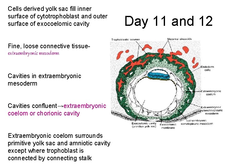 Cells derived yolk sac fill inner surface of cytotrophoblast and outer surface of exocoelomic