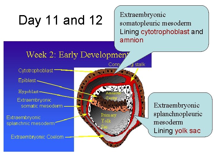 Day 11 and 12 Extraembryonic somatopleuric mesoderm Lining cytotrophoblast and amnion Extraembryonic splanchnopleuric mesoderm