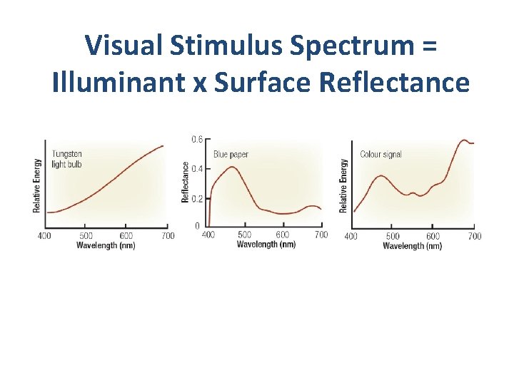 Visual Stimulus Spectrum = Illuminant x Surface Reflectance 