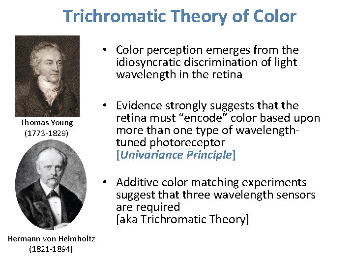 Trichromatic Theory of Color • Color perception emerges from the idiosyncratic discrimination of light