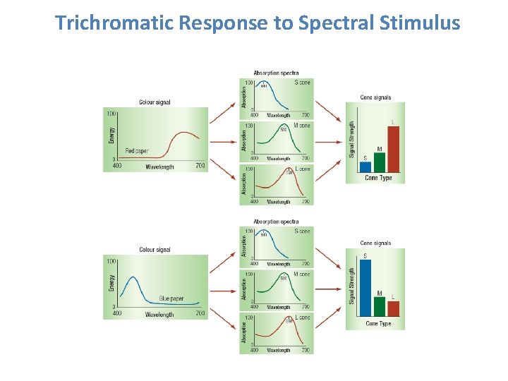 Trichromatic Response to Spectral Stimulus 