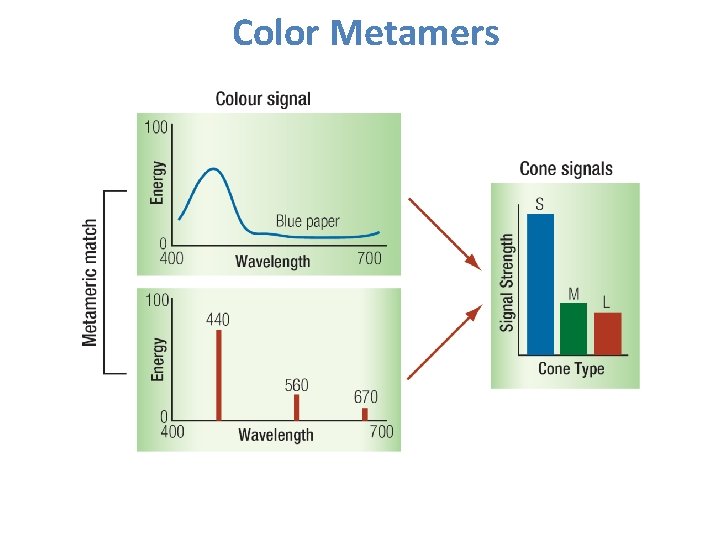 Color Metamers 