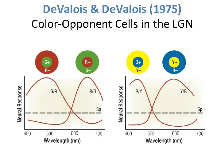 De. Valois & De. Valois (1975) Color-Opponent Cells in the LGN 