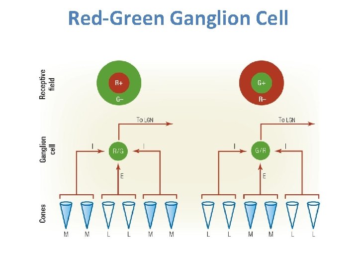 Red-Green Ganglion Cell 