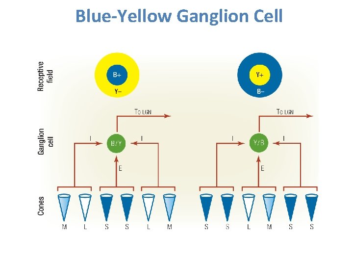 Blue-Yellow Ganglion Cell 