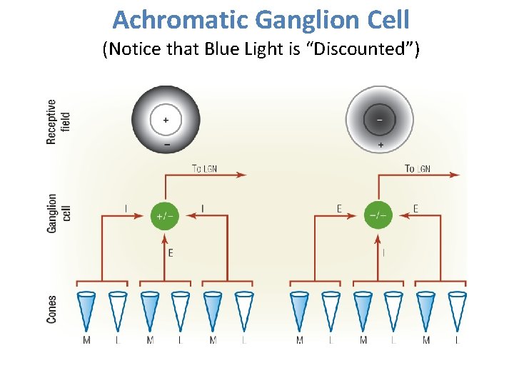 Achromatic Ganglion Cell (Notice that Blue Light is “Discounted”) 