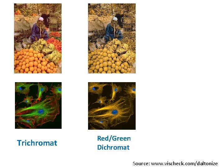 Trichromat Red/Green Dichromat Source: www. vischeck. com/daltonize 