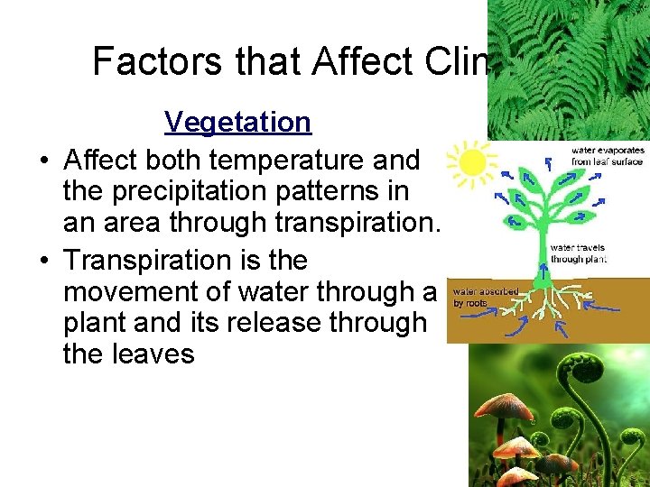 Factors that Affect Climate Vegetation • Affect both temperature and the precipitation patterns in