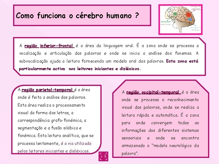 Como funciona o cérebro humano ? A região inferior-frontal é a área da linguagem