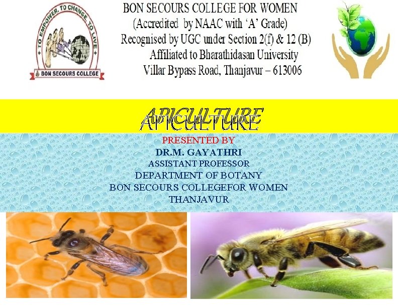APICULTURE PRESENTED BY DR. M. GAYATHRI ASSISTANT PROFESSOR DEPARTMENT OF BOTANY BON SECOURS COLLEGEFOR