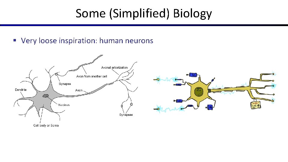 Some (Simplified) Biology § Very loose inspiration: human neurons 