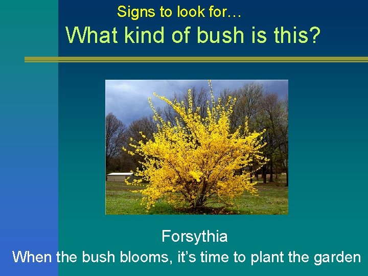 Signs to look for… What kind of bush is this? Forsythia When the bush Signs to look for… What kind of bush is this? Forsythia When the bush