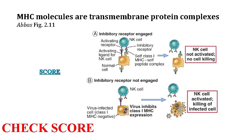 MHC molecules are transmembrane protein complexes Abbas Fig. 2. 11 SCORE CHECK SCORE 