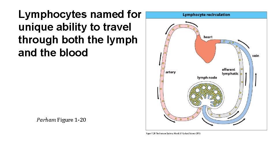 Lymphocytes named for unique ability to travel through both the lymph and the blood