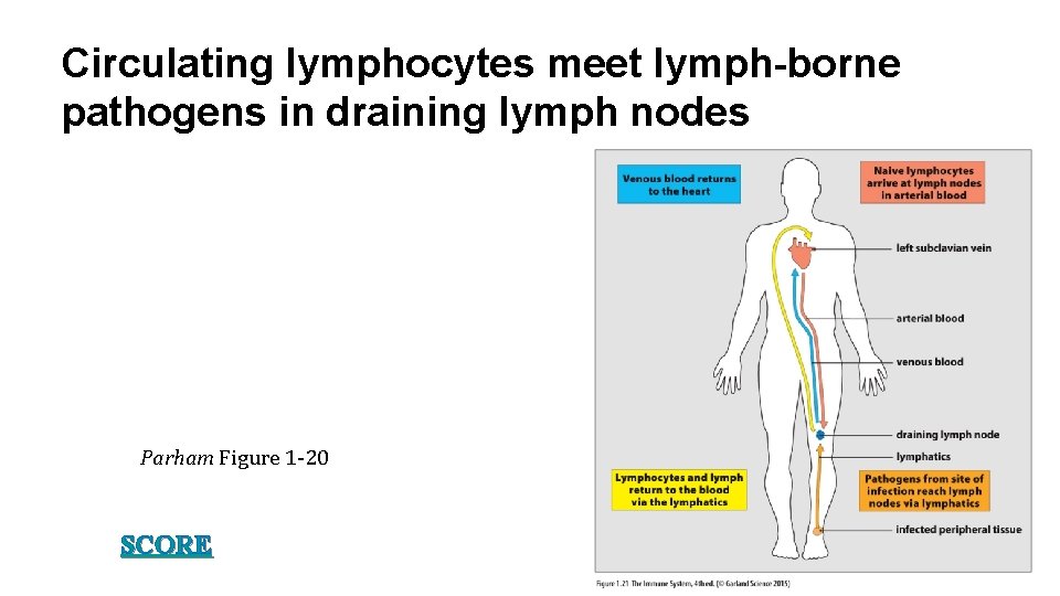 Circulating lymphocytes meet lymph-borne pathogens in draining lymph nodes Parham Figure 1 -20 SCORE