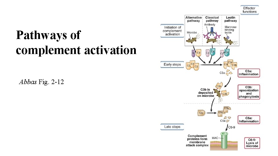 Pathways of complement activation Abbas Fig. 2 -12 