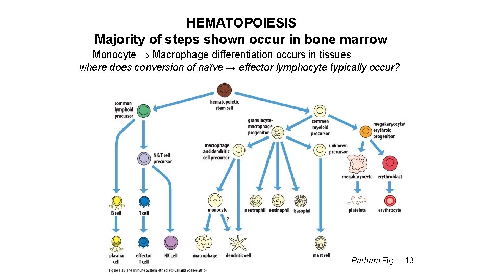 HEMATOPOIESIS Majority of steps shown occur in bone marrow Monocyte Macrophage differentiation occurs in