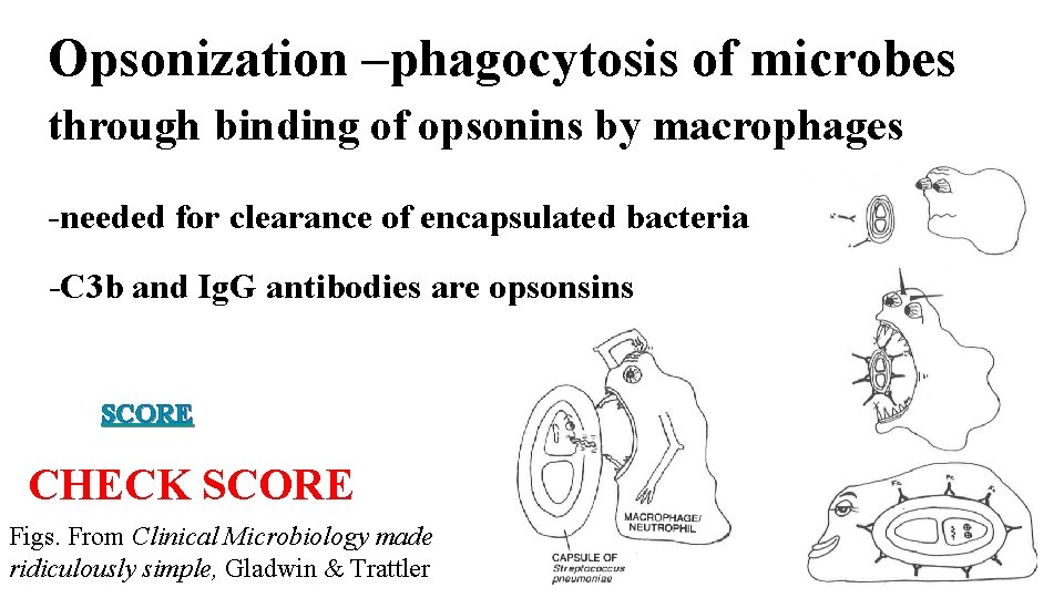 Opsonization –phagocytosis of microbes through binding of opsonins by macrophages -needed for clearance of