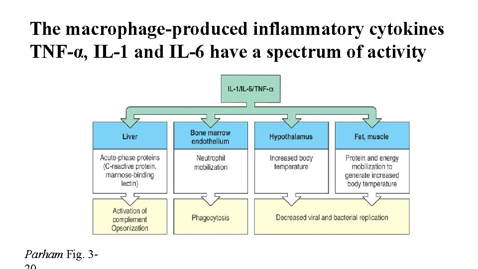 The macrophage-produced inflammatory cytokines TNF-α, IL-1 and IL-6 have a spectrum of activity Parham