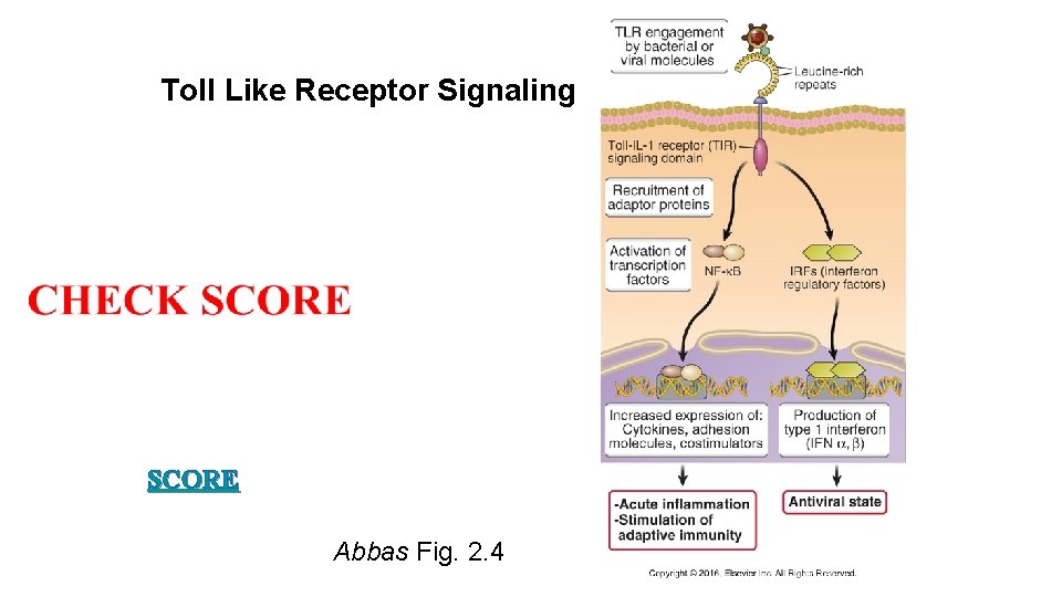 Toll Like Receptor Signaling SCORE Abbas Fig. 2. 4 