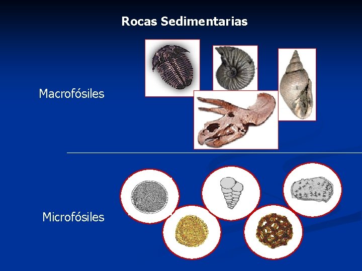 Rocas Sedimentarias Macrofósiles Microfósiles 