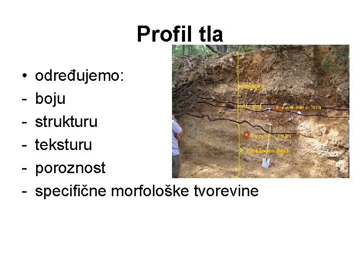 Profil tla • - određujemo: boju strukturu teksturu poroznost specifične morfološke tvorevine 