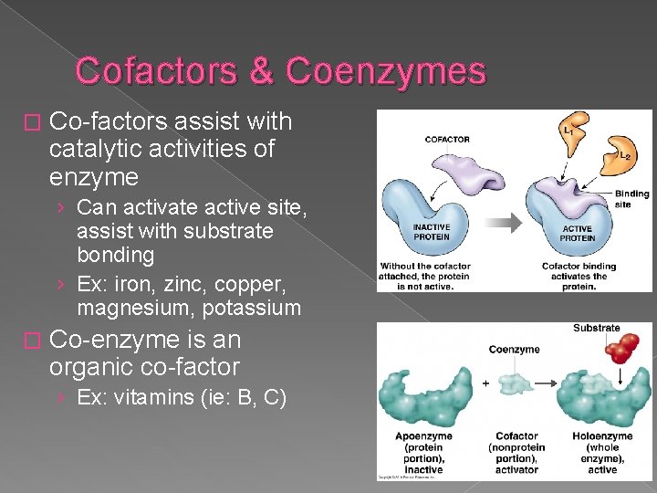 Cofactors & Coenzymes � Co-factors assist with catalytic activities of enzyme › Can activate