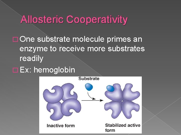 Allosteric Cooperativity � One substrate molecule primes an enzyme to receive more substrates readily