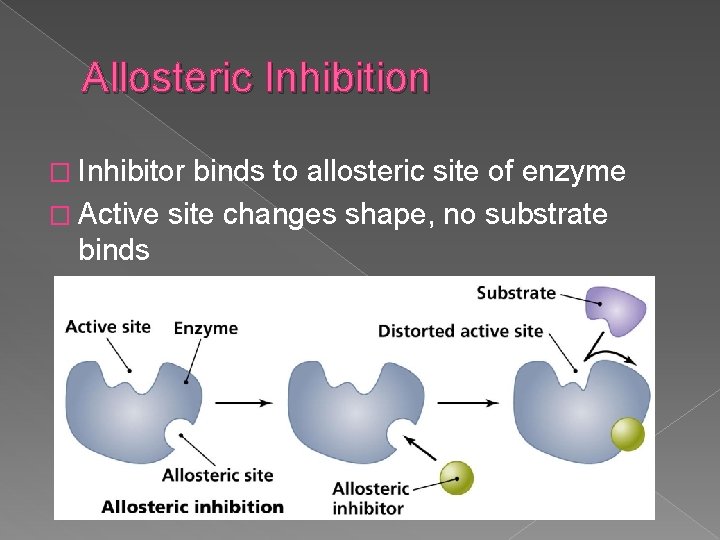 Allosteric Inhibition � Inhibitor binds to allosteric site of enzyme � Active site changes