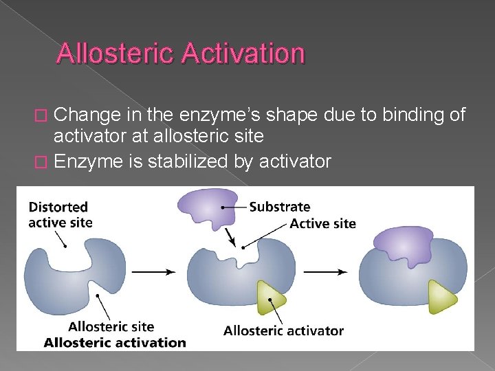 Allosteric Activation Change in the enzyme’s shape due to binding of activator at allosteric