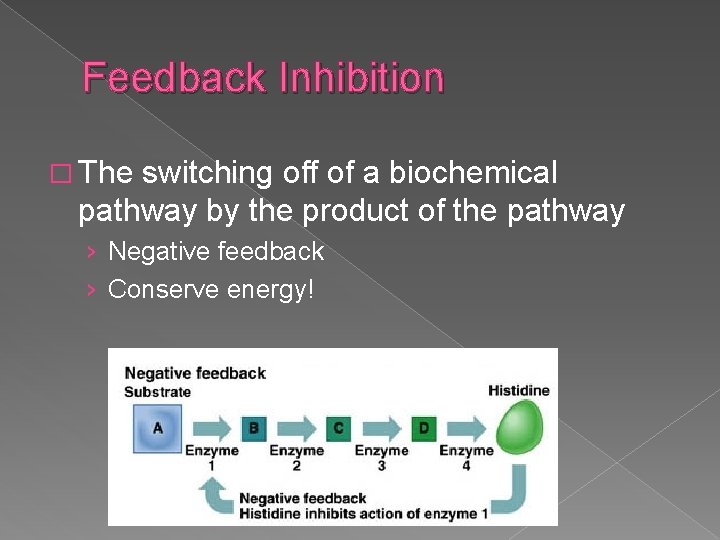 Feedback Inhibition � The switching off of a biochemical pathway by the product of