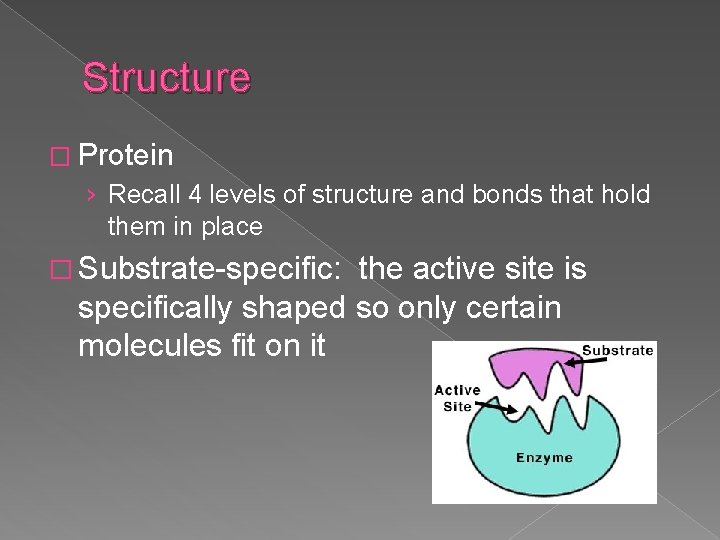 Structure � Protein › Recall 4 levels of structure and bonds that hold them