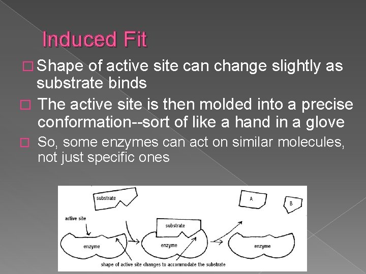 Induced Fit � Shape of active site can change slightly as substrate binds �