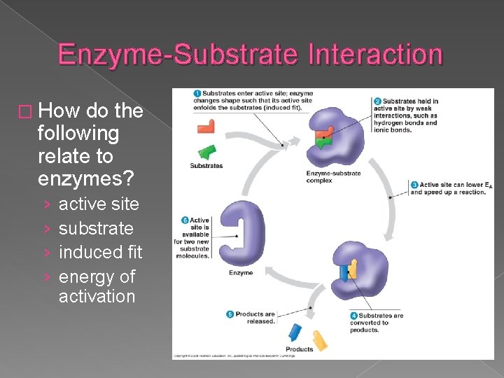 Enzyme-Substrate Interaction � How do the following relate to enzymes? › › active site