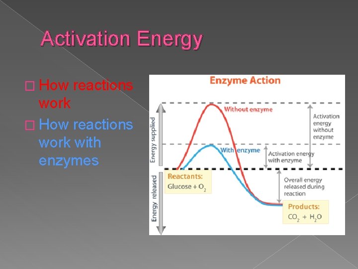 Activation Energy � How reactions work with enzymes 